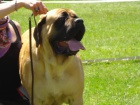 anglick� mastif s pp