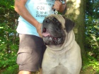 anglick� mastif s pp
