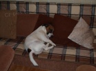 Kryt jack russell terierem