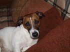 Kryt jack russell terierem