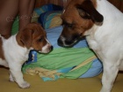 Kryt jack russell terierem