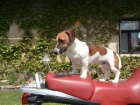 Kryt jack russell terierem