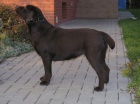 �okol�dov� (tmav� hn�d�) �t���tka labradora s PP