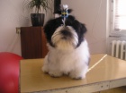 Prod�m Shih-tzu