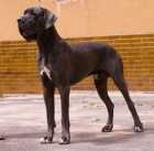 N�meck� doga modr�