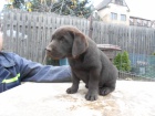 Labradorsk� retriever- �okol�dov� hol�i�ka