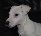 �t�n�tka jack russell terier