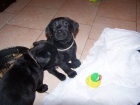 �t���tka labradorsk�ho retr�vra bez PP (po 20.11.)