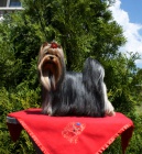 �t�n�tka jork��rsk�ho teri�ra s PP