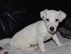 �t�n�tko jack russell terier