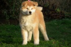 Akita inu Štěňata FCI po championach   Akita inu Štěňata FCI po championach