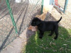 Labradorsk� retriever 