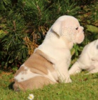 �t���tka Anglick� Buldok