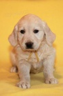 Zlat� retr�vr �t��ata s PP - golden retriever