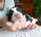 Anglick� �pringr�pan�l _ ASS