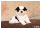 Shih-Tzu �t���tka