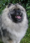 Keeshond / vl�� �pic zad�m �t��ata s PP hl�da�