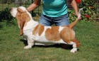 Basset hound Basset hound