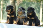 Beauceron - boseron - �t�n� na prodej