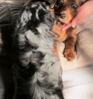 Jezev��k trpasli��/kr�li��