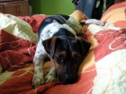 Jack Russel Terier ke kryt