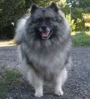 Keeshond / vl�� �pic �t��ata s PP