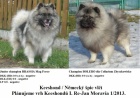 Keeshond / vl�� �pic �t��ata s PP