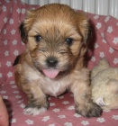 �t��ata havansk�ho ps�ka