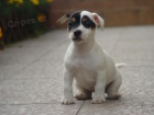 Jack Russel teri�r s PP - prod�m �t�nata JRT s PP