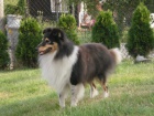 SHELTIE KRYTÍ SHELTIE KRYTÍ