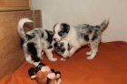 Prod�m �t�nata Border kolie - blue merle
