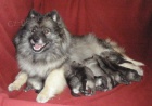 N�meck� �pic vl�� / keeshond �pi�kov� �t��ata s PP