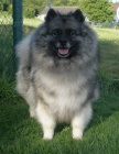 N�meck� �pic vl�� / keeshond �pi�kov� �t��ata s PP