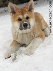 Štěně akita inu Štěně akita inu