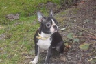 Bostonsk� terier - fene�ka s pp