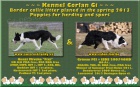 Border collie na pr�ci a sport, zahrani�n� kryt�.
