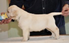 Labrador retriever - �t��ata s PP
