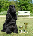 Anglick� kokr�pan�l - �t���tka s PP