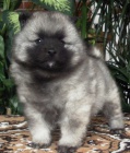 N�meck� �pic vl�� / keeshond �pi�kov� �t��ata s PP