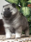 N�meck� �pic vl�� / keeshond �pi�kov� �t��ata s PP
