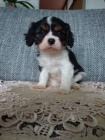 Kavalír King Charles španěl Kavalír King Charles španěl