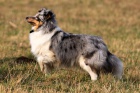 štenatka Sheltie štenatka Sheltie