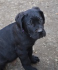 Cane corso - �t��ata s PP