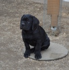Cane corso - �t��ata s PP