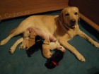 Labrador retriever s PP Labrador retriever s PP