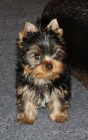 Prod�m �t�n� - fenku yorkshire terriera s PP