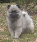 Vl�� �pic / keeshond �t��ata s PP 
