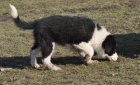 Border kolie