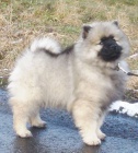 Vl�� �pic / keeshond kr�sn� �t��ata s PP