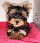 yorkshire terrier s PP 
